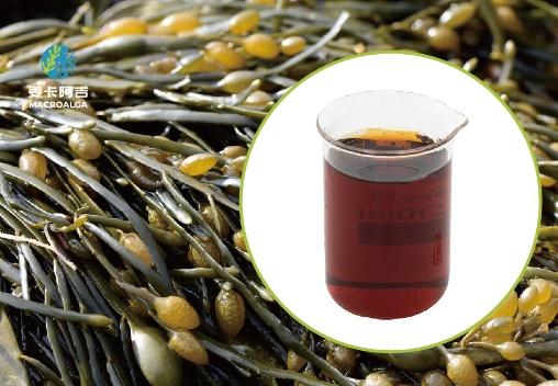 Top 10 Ascophyllum nodosum Extracts: The Ultimate Ranking for Quality and Efficacy